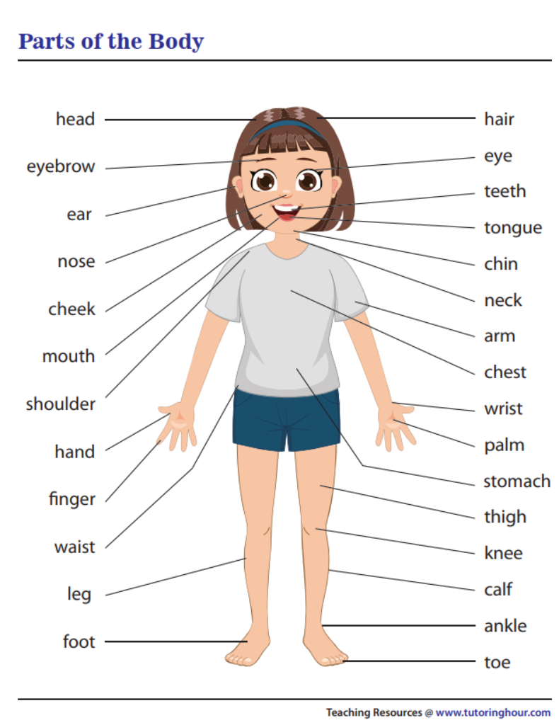 IMAGE SOURCE TUTORINGHOUR.COM